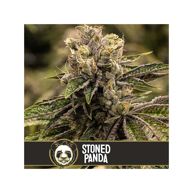 Stoned Panda · Blimburn Seeds · cannabis seeds · Fem