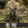 Stoned Panda · Blimburn Seeds · cannabis seeds · Fem