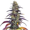 Blue Dream · Blimburn Seeds · cannabis seeds · Fem