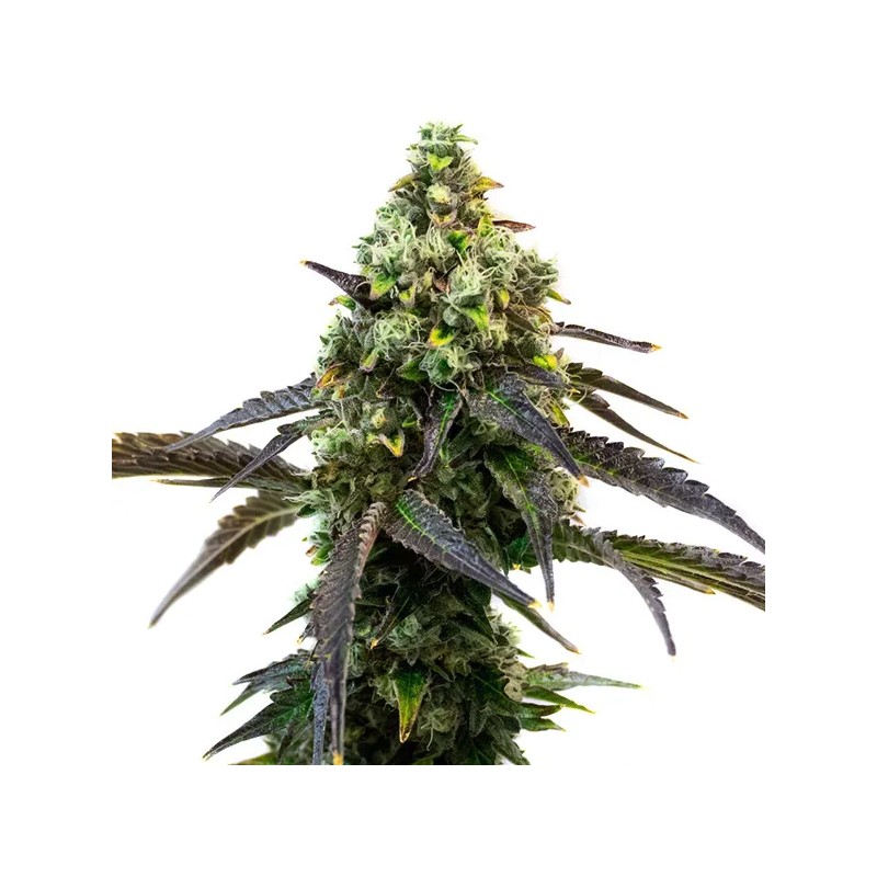 Cafe Racer · Blimburn Seeds · semi di canapa · Fem