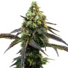 Cafe Racer · Blimburn Seeds · semi di canapa · Fem