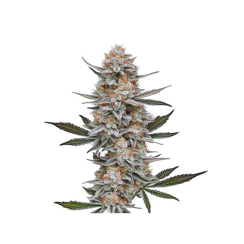 Chemdog 4 · Blimburn Seeds · cannabis seeds · Fem