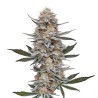 Chemdog 4 · Blimburn Seeds · cannabis seeds · Fem