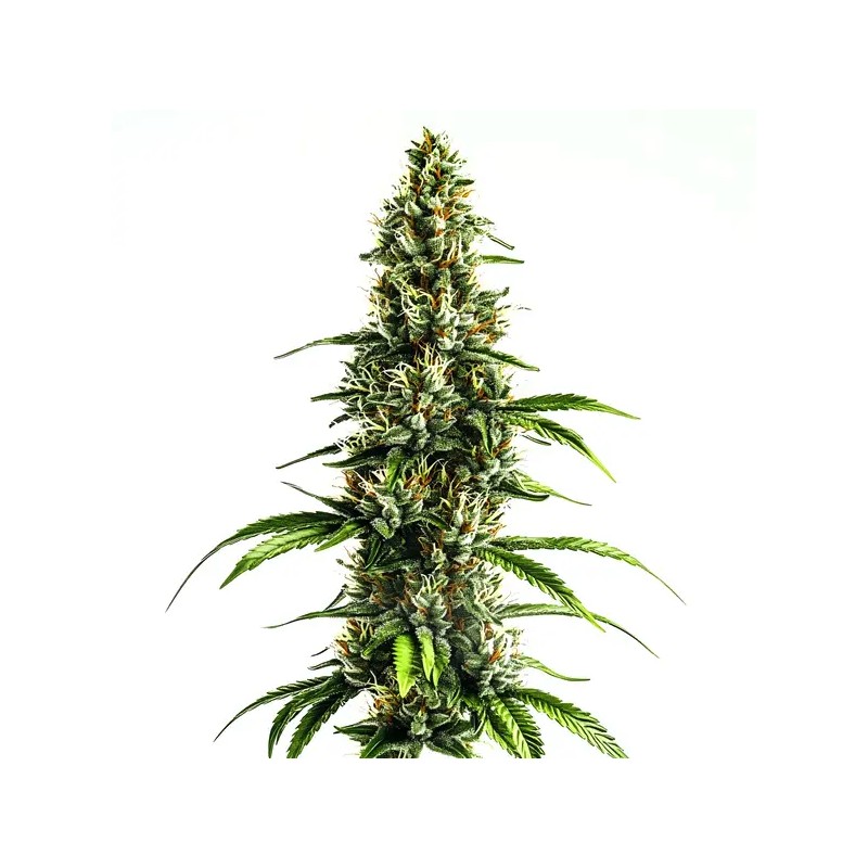 Chocolopez · Blimburn Seeds · semi di canapa · Fem