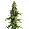 Chocolopez · Blimburn Seeds · cannabis seeds · Fem