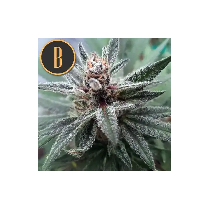 Cindy 99 · Blimburn Seeds · cannabis seeds · Fem