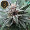 Cindy 99 · Blimburn Seeds · semi di canapa · Fem