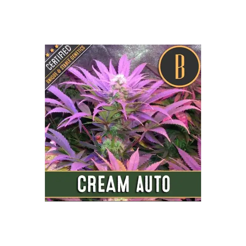 Cream Auto · Blimburn Seeds · semi di canapa · AutoFem