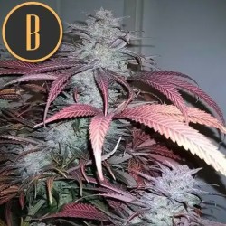 Critical Daddy Purple · Blimburn Seeds · semi di canapa · Fem