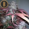 Critical Daddy Purple · Blimburn Seeds · semi di canapa · Fem
