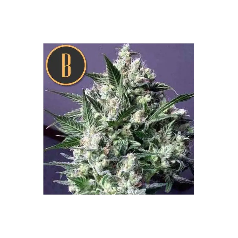 Dama Blanca · Blimburn Seeds · semi di canapa · Fem