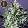 Dama Blanca · Blimburn Seeds · semi di canapa · Fem