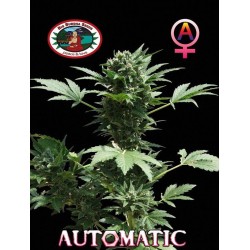 AUTOMATIC BIG BUDDHA · Big Buddha Seeds · kenevir tohum · Disi · AutoFem