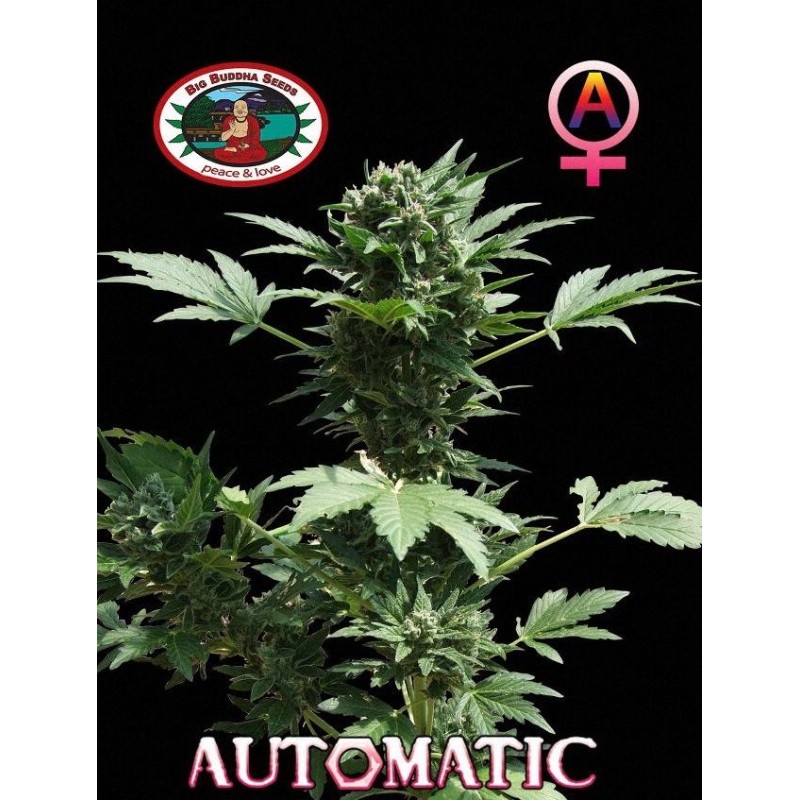 AUTOMATIC BIG BUDDHA · Big Buddha Seeds · semi di canapa · AutoFem