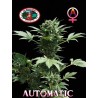 AUTOMATIC BIG BUDDHA · Big Buddha Seeds · semi di canapa · AutoFem