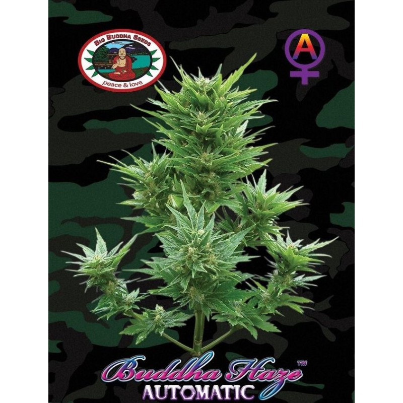 BUDDHA HAZE AUTOMATIC · Big Buddha Seeds · semi di canapa indiana · AutoFem
