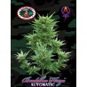 BUDDHA HAZE AUTOMATIC · Big Buddha Seeds · semi di canapa indiana · AutoFem