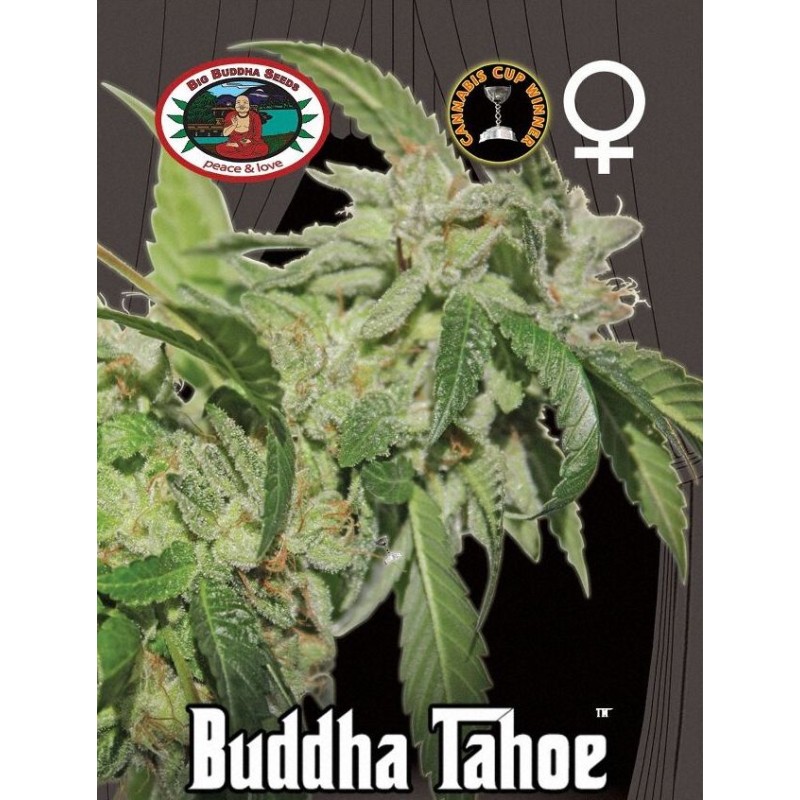 BUDDHA TAHOE · Big Buddha Seeds · semi di canapa ·  Fem