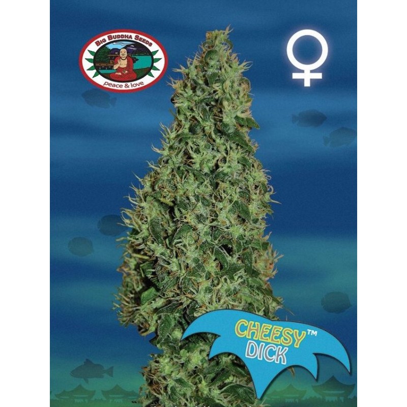 CHEESY DICK · Big Buddha Seeds · semi di canapa · Fem