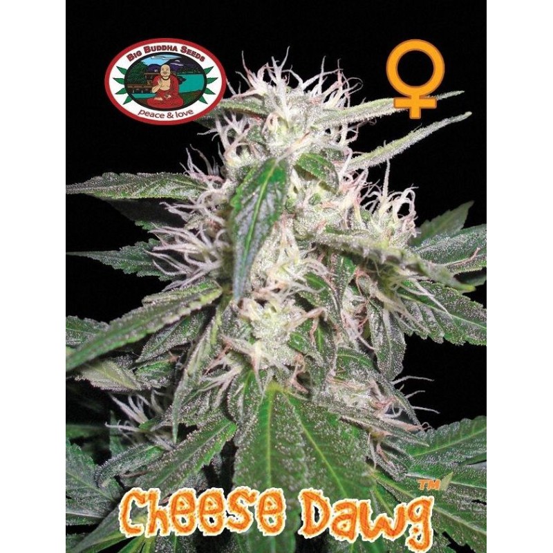 CHEESE DAWG · Big Buddha Seeds · cannabis seeds · Fem