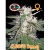 CHEESE DAWG · Big Buddha Seeds · cannabis seeds · Fem