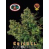 CHIESEL AUTOMATIC · Big Buddha Seeds · cannabis seeds  · AutoFem