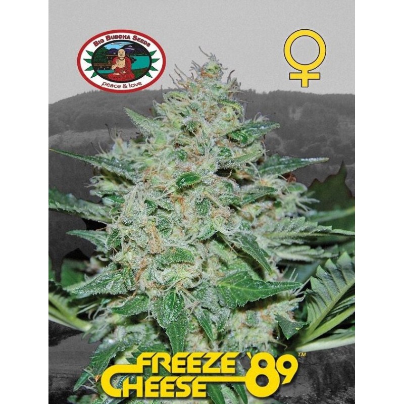 FREEZE CHEESE 89 · Big Buddha Seeds · semi di canapa · Fem
