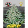 FREEZE CHEESE 89 · Big Buddha Seeds · semi di canapa · Fem