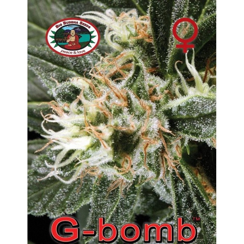 G-BOMB · Big Buddha Seeds · cannabis seeds · Fem