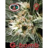 G-BOMB · Big Buddha Seeds · semi di canapa  · Fem