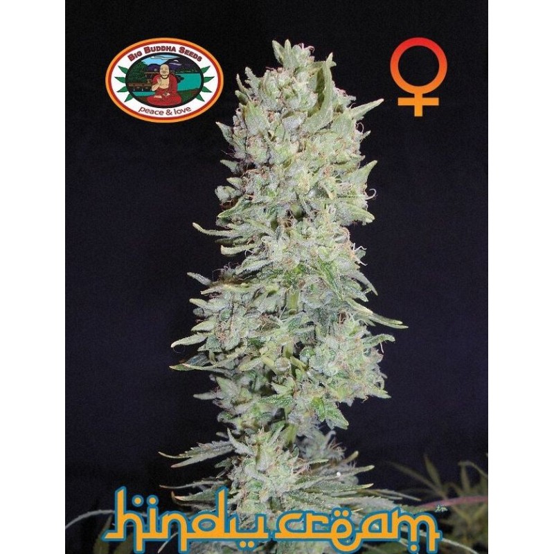 HINDU CREAM · Big Buddha Seeds · semi di canapa · Fem