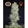 HINDU CREAM · Big Buddha Seeds · semi di canapa · Fem