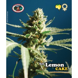 SCH LEMON CAKE  · Big...