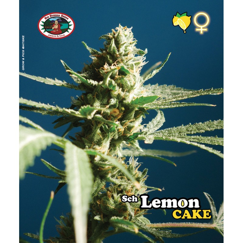 SCH LEMON CAKE · Big Buddha Seeds · semi di canapa · Fem