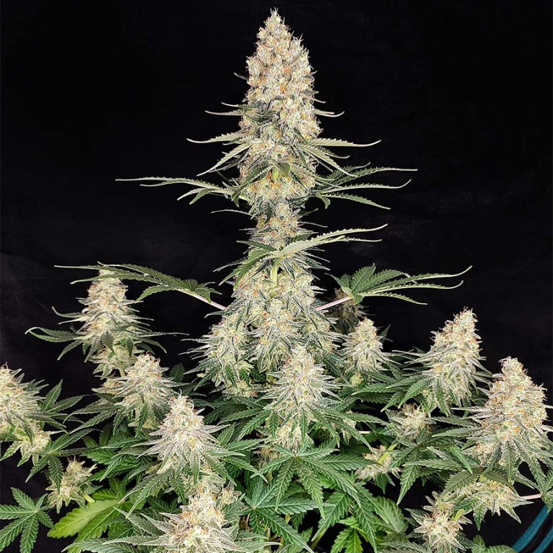 QUASAR · 10 · Buddha Seeds · semi di canapa indiana · AutoFem