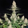 QUASAR · 10 · Buddha Seeds · semi di canapa indiana  · AutoFem