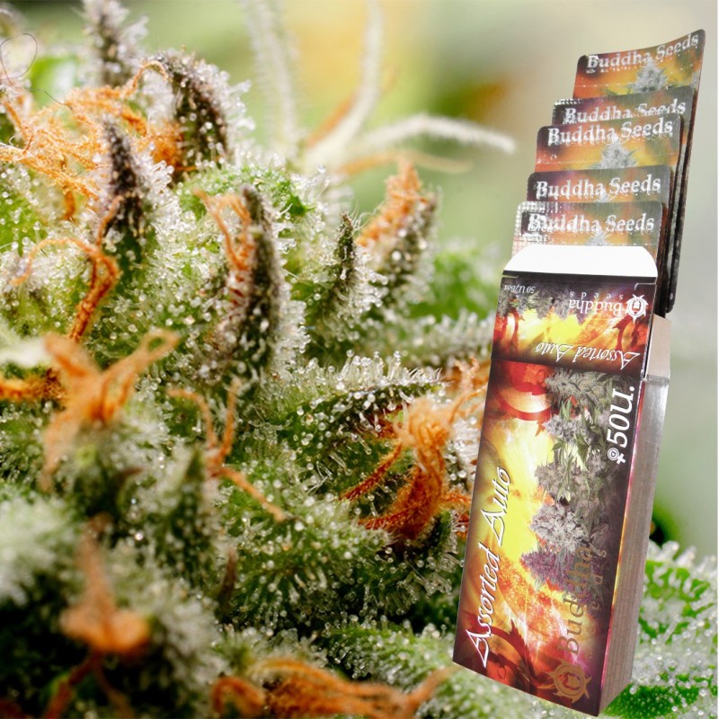 ASSORTED AUTO · Buddha Seeds · semi di canapa indiana · AutoFem