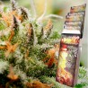 ASSORTED AUTO · Buddha Seeds · semi di canapa indiana · AutoFem
