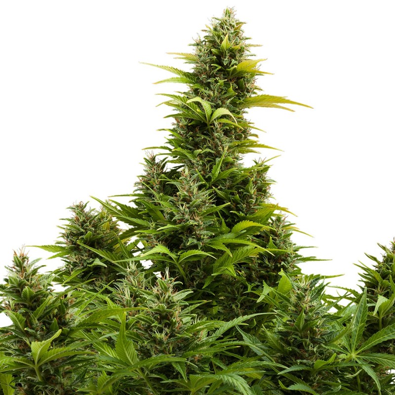 AUTO MEDIKIT CBD · Buddha Seeds · cannabis seeds · AutoFem