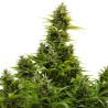 AUTO MEDIKIT CBD · Buddha Seeds · cannabis seeds · AutoFem