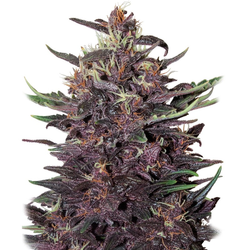 BUDDHA PURPLE KUSH AUTO · Buddha Seeds · cannabis seeds · AutoFem