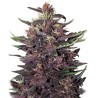 BUDDHA PURPLE KUSH AUTO · Buddha Seeds · cannabis seeds · AutoFem