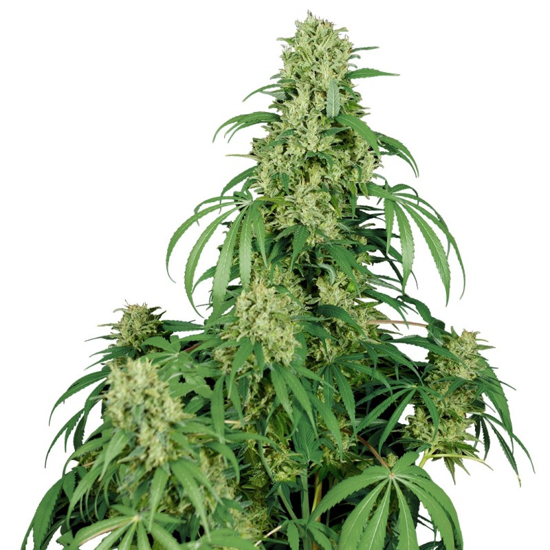 CALAMITY JANE AUTO · Buddha Seeds · cannabis seeds · AutoFem