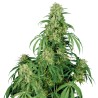 CALAMITY JANE AUTO · Buddha Seeds · semi di canapa indiana · AutoFem