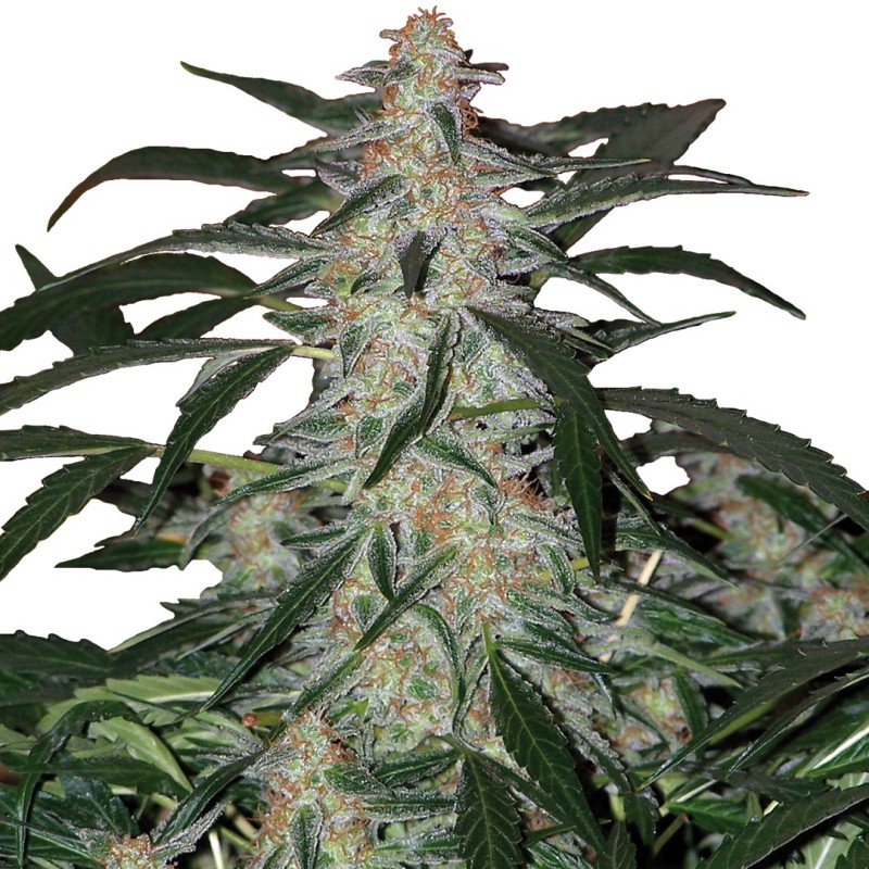 DEIMOS · Buddha Seeds · semi di canapa indiana · AutoFem