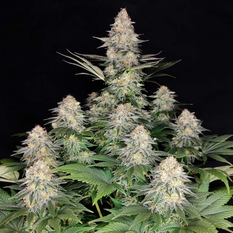 KRAKEN · Buddha Seeds · cannabis samen · Fem