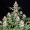 KRAKEN · Buddha Seeds · cannabis seeds · Fem
