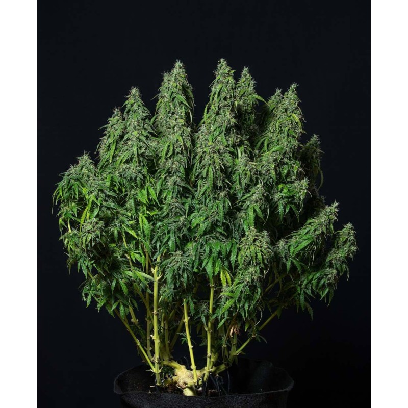 MAGNUM AUTO · Buddha Seeds · cannabis seeds · AutoFem