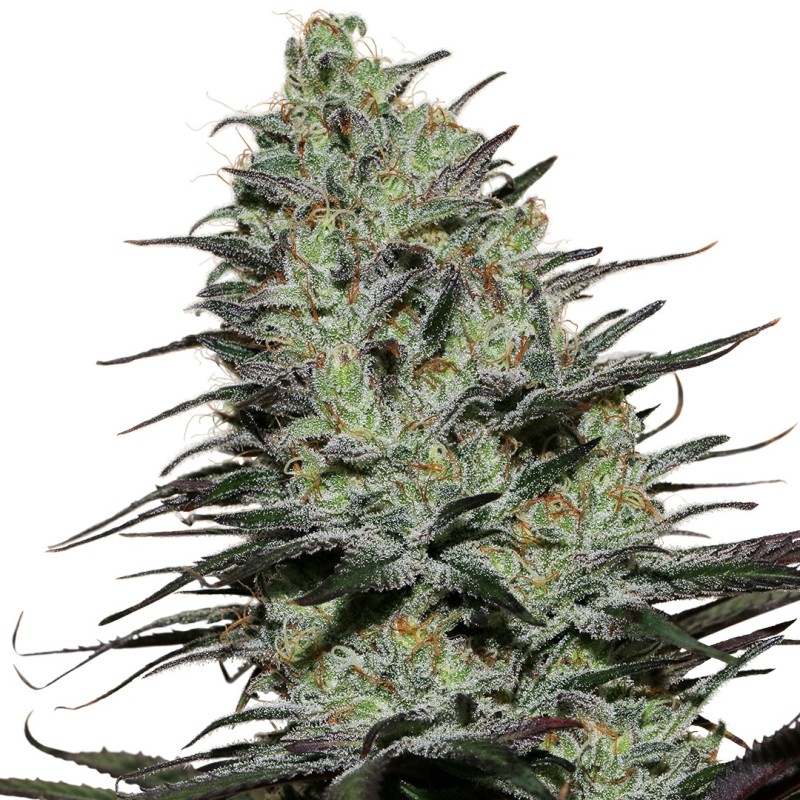 MORPHEUS · Buddha Seeds · semi di canapa indiana · Fem