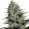 MORPHEUS · Buddha Seeds · semi di canapa indiana · Fem